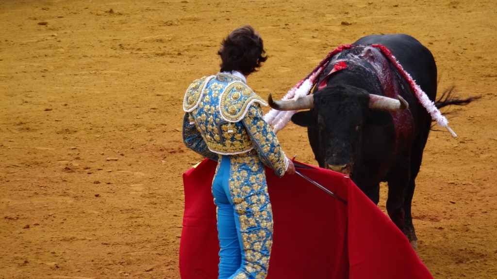 Le "Matador" et le toro analyse leur possibilités ... le toro n'ayant aucune chance