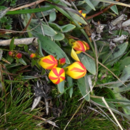 Tulipe des Andes / Andean Tulip