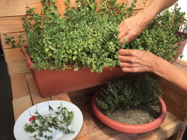 Pour le repas, on cueille nos herbes fines parfumée sur la terrasse / For food preparation, we pick the fines herbs right from our patio