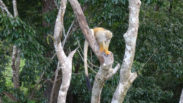 Aussi appelés singe-écureuils, ils sont arboricoles et intelligents